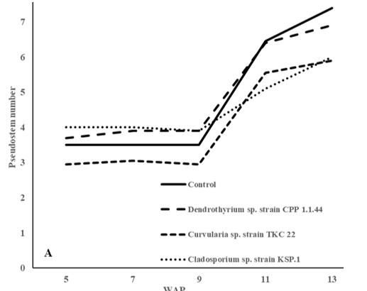Number of pseudo-stem of crossed shallot plants treated with control, Dendrothyrium sp. strain CPP 1.1.44, Curvularia sp. strain TKC 22, and Cladosporium sp. strain KSP.1